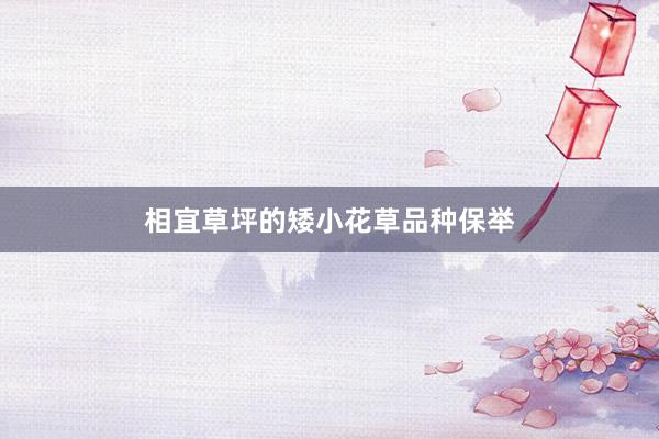 相宜草坪的矮小花草品种保举