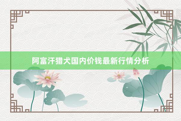 阿富汗猎犬国内价钱最新行情分析